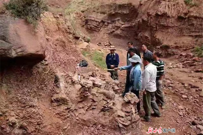 “黄河化石论坛”:甘肃省永靖县关山乡红楼村发现恐龙骨骼化石