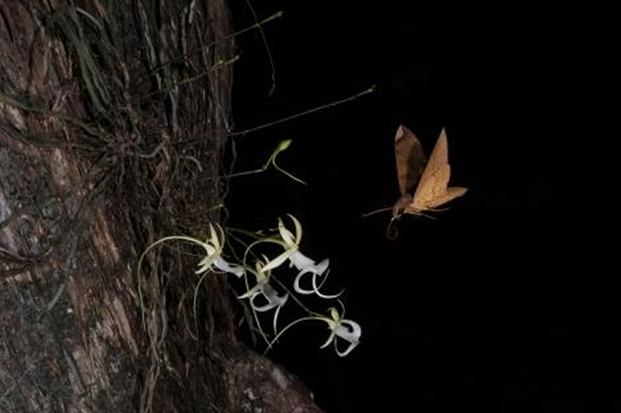 һֻʨ꣨Pachylia ficusΪһڷۺǻڻϷ PHOTOGRAPH BY MAC STONE