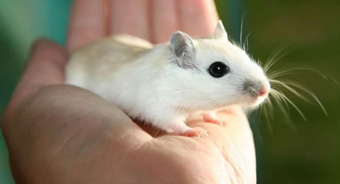 《发展》杂志:专家通过观察老鼠胚胎发现两个与卡尔曼综合征有关的基因