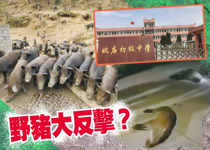 ��30ֻҰ�����밲��ʡ��ɽ��Ҧ��������ѧУ���ҳ���ײ