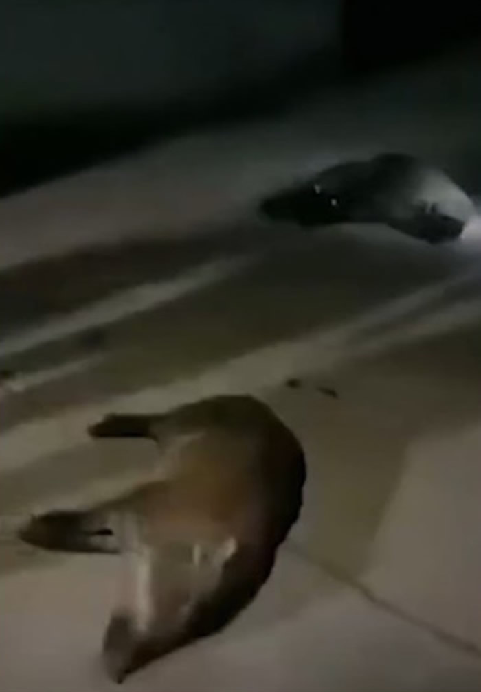 ��30ֻҰ�����밲��ʡ��ɽ��Ҧ��������ѧУ���ҳ���ײ