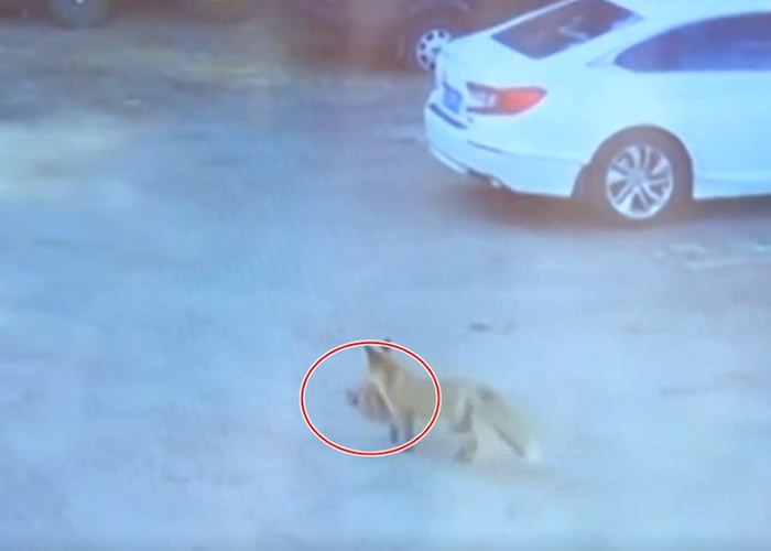 �������ں��к��괳ũ��͵���� ���ͺ�͵�����