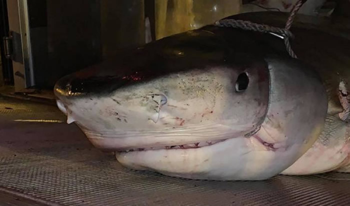 老公浮潜后失踪 当地人捕鲨切肚惊见「戴婚戒手掌」人妻崩溃认戒收尸!