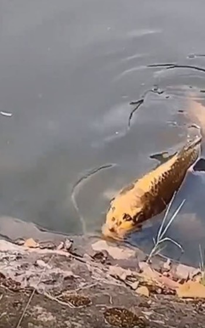 他站在岸边看着河面 忽然浮起一条黄身人面鱼