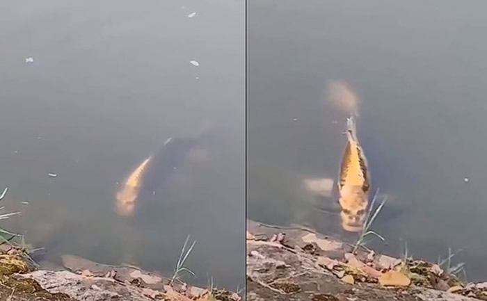 他站在岸边看着河面 忽然浮起一条黄身人面鱼