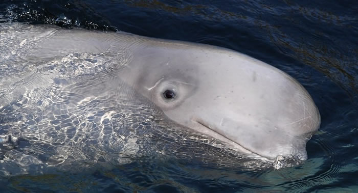 “鲸鱼监狱”最后一批白鲸在俄罗斯滨海边疆区乌斯佩尼耶湾被放归大海