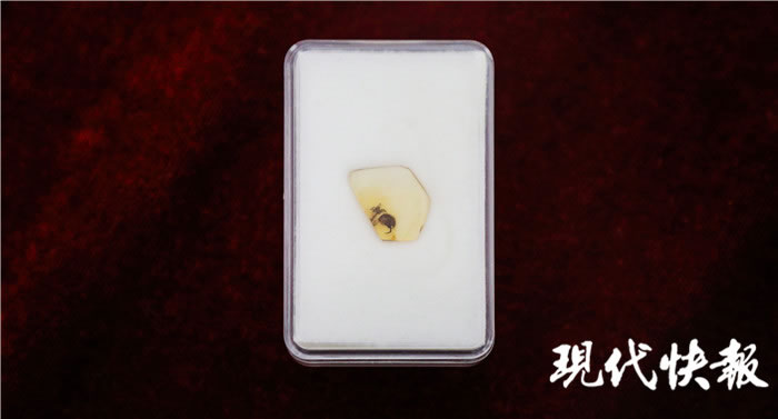 一亿年前“采花大盗”缅甸访花花蚤吃花瞬间被定格 缅甸琥珀中发现有花植物昆虫传粉最早证据