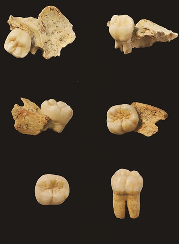 河南省栾川县栾川乡孙家洞遗址发现的牙齿化石为研究东亚古人类演化添新证