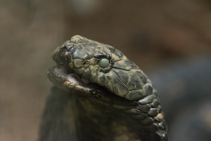 浙江省温州市男子捡回眼镜蛇准备做菜 剁下的蛇头突然张开嘴巴朝着他的脸喷出毒液