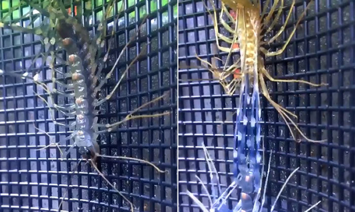 ����ֳ桰���ѡ������ٶ���20��������η���