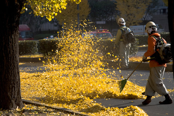 �¹�����ָ�Ͼ������ھ�����Ҫʹ�á���Ҷ������� �����������������˺�Ӱ����̬