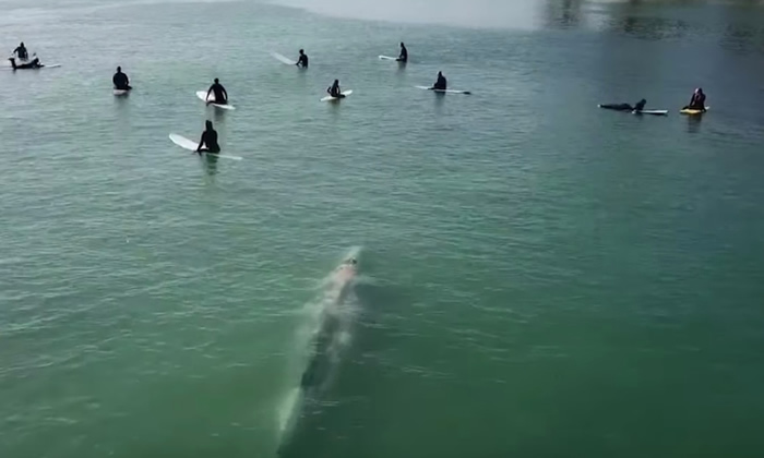 美国南加州达纳点海边无人机拍到鲸鱼游向聚集的冲浪客们