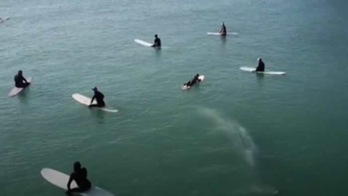 美国南加州达纳点海边无人机拍到鲸鱼游向聚集的冲浪客们