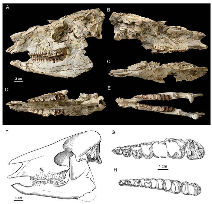 ɽͷײʼԭʼ϶Irenolophus qii gen. et sp. nov.ͷǺݣ裺£