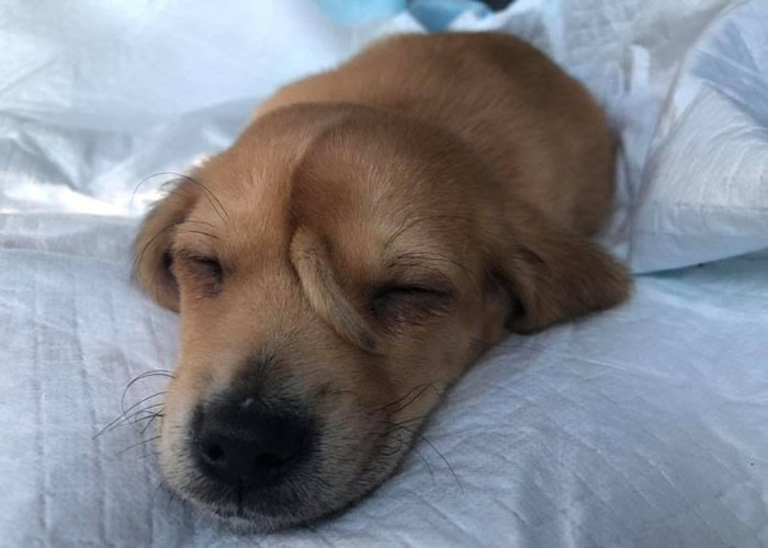 �����������ݶ����Ԯ��֯�ڽ��Ͼ���һֻ��ͷ��Сβ�͵�����С����Narwhal��