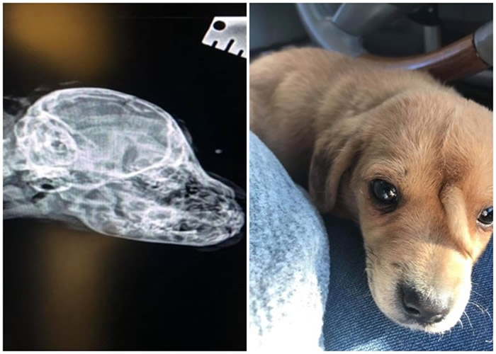 �����������ݶ����Ԯ��֯�ڽ��Ͼ���һֻ��ͷ��Сβ�͵�����С����Narwhal��