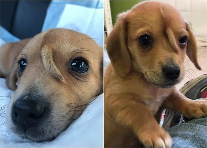 �����������ݶ����Ԯ��֯�ڽ��Ͼ���һֻ��ͷ��Сβ�͵�����С����Narwhal��