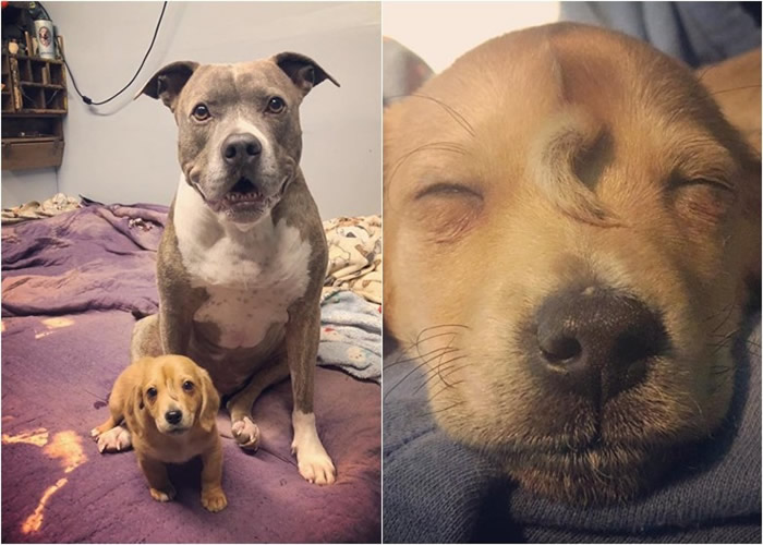 �����������ݶ����Ԯ��֯�ڽ��Ͼ���һֻ��ͷ��Сβ�͵�����С����Narwhal��