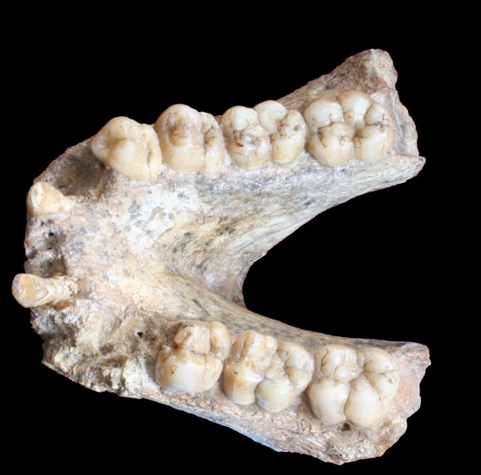 从广西发现的190万年前巨猿化石中成功提取遗传物质