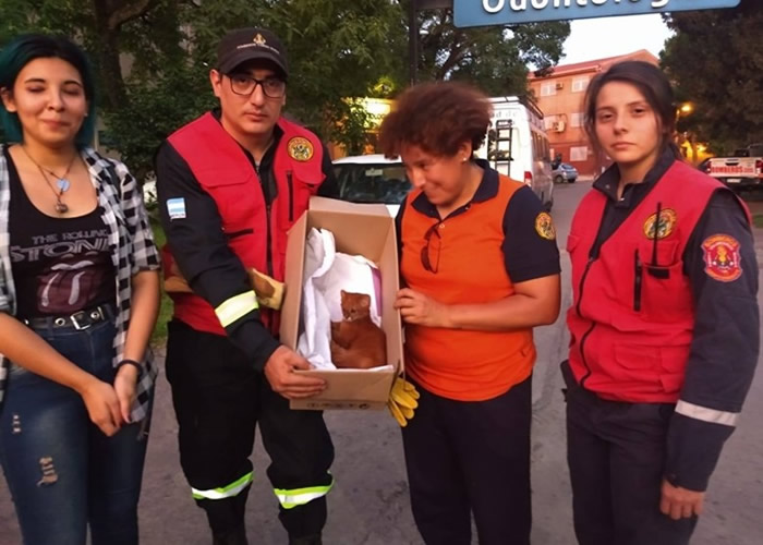 阿根廷图库曼省女孩在山洞带回“流浪猫” 两个月后才发现是美洲狮