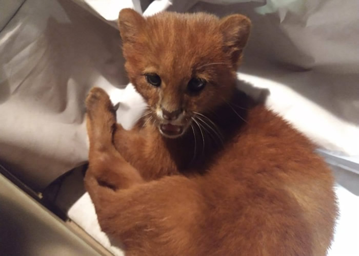 阿根廷图库曼省女孩在山洞带回“流浪猫” 两个月后才发现是美洲狮