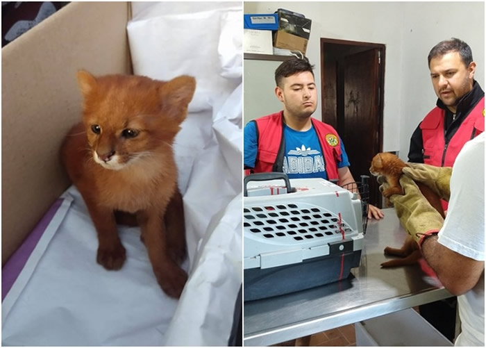 阿根廷图库曼省女孩在山洞带回“流浪猫” 两个月后才发现是美洲狮