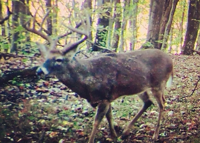 ������������巢����¹��Ӱ��