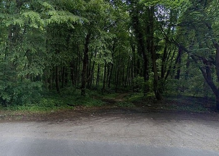 法国孕妇遛狗遭恶狗群咬死 凶手疑为狩猎犬