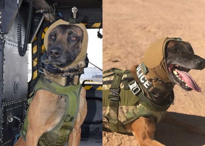 美国陆军研究实验室研发出新的保护装备防止军犬听力受损