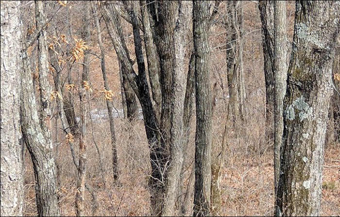 ���ҵ�����˹�����߽�����֮����ҹ�԰����Ա���µ�������Ƭ�е�һֻԶ������