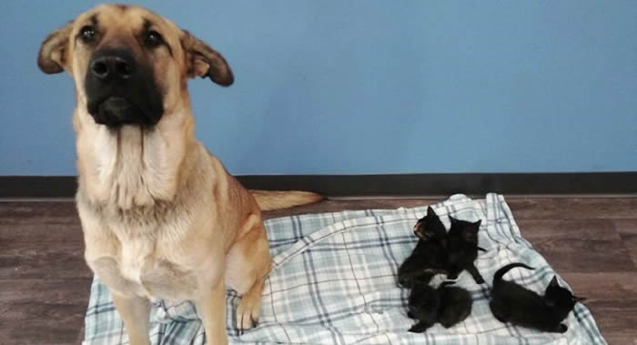 һֻ˹һȺڱѩеСè