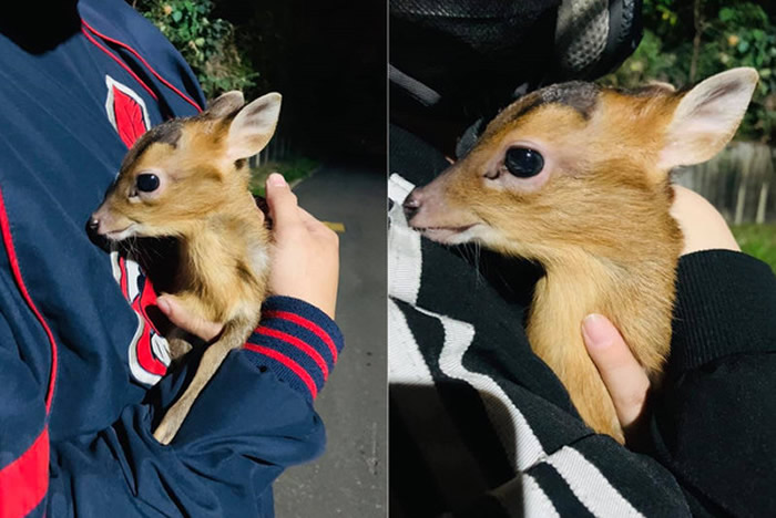 ̨�������ﾭɽ·ʱ����Ұ���������С���� ����ǰһ����Ȼ��ǰ�����ද��ɽǼ