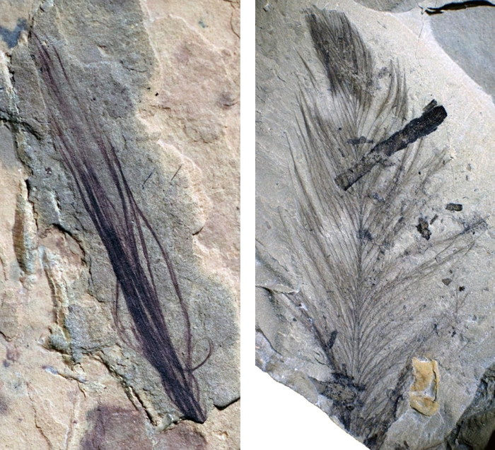 在澳洲发现的十枚羽毛化石中包含了一簇恐龙的原始羽毛（左）以及一只史前鸟类的羽毛（右）。 PHOTOGRAPH COURTESY MELBOURNE MUSEUM