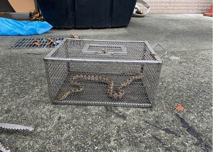 台湾基隆市民宿厕所惊现毒蛇“龟壳花” 消防员欲捕捉反被咬伤