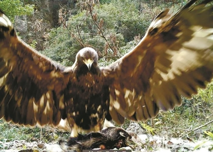 ��ũ�ܹ��ҹ�԰�״η��־��ͽ�� ����������ĵ�1.2�׸ߡ���� ����������ģ�