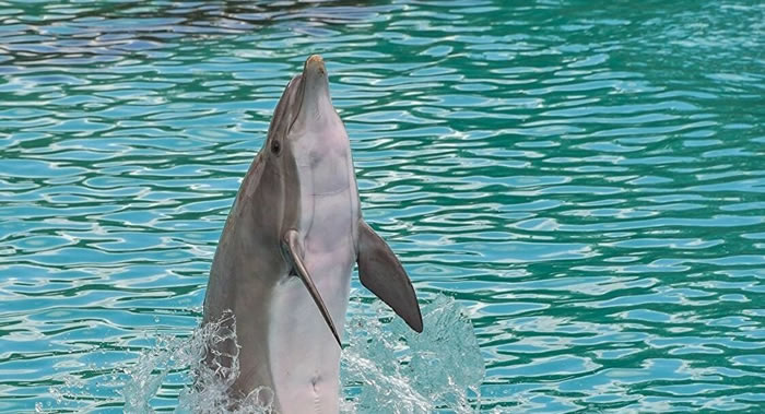 ī翲԰ֻǺϮʮӢŮ ͼ