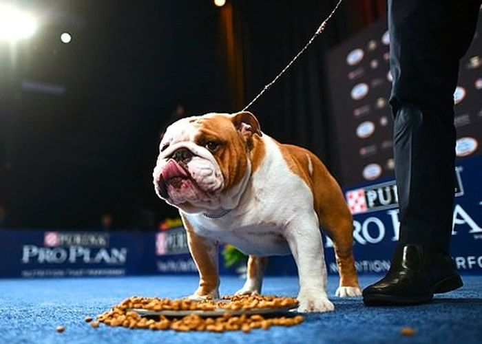 它看来很满意狗粮贺礼,吃得津津有味。