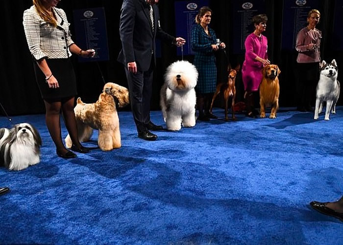 其他进身决赛的狗狗,左一为博诺。