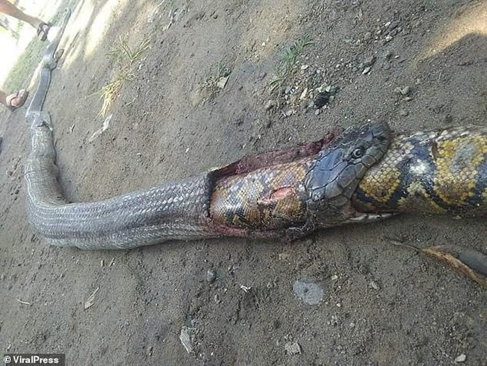 菲律宾南达沃稻田剧毒眼镜蛇大口吞食网状蟒蛇