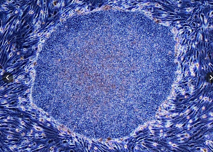 iPS细胞（图）可形成各种细胞。
