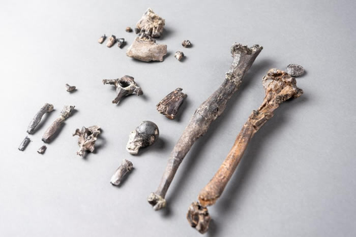 德国发现的1160万年前中新世猿类化石带来人类直立行走新线索