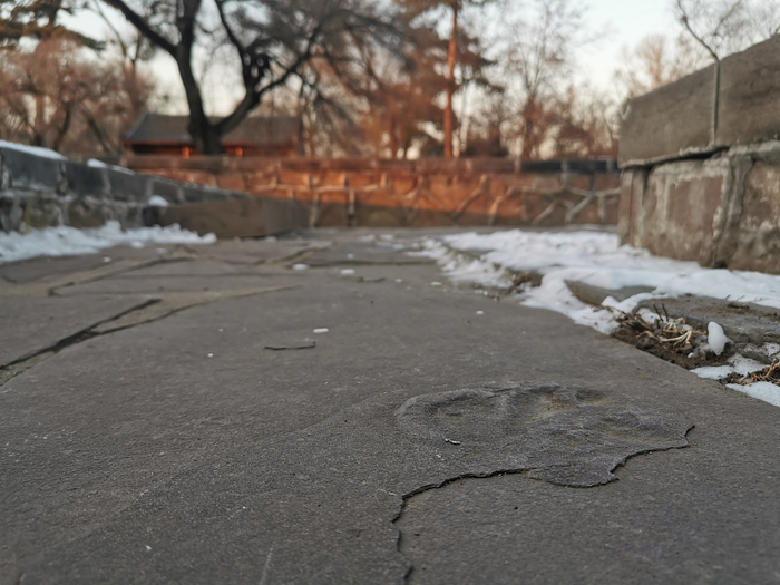 河北承德避暑山庄发现大量侏罗纪恐龙足迹化石:包括恐爪龙类、实雷龙、韩国鸟和雷龙