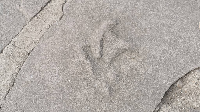 河北承德避暑山庄发现大量侏罗纪恐龙足迹化石:包括恐爪龙类、实雷龙、韩国鸟和雷龙