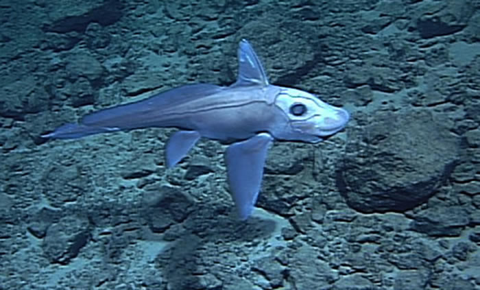 生殖器长在头上的3亿年前活化石“鬼鲨”蓝银鲛真面目曝光