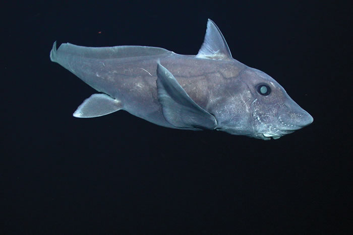 生殖器长在头上的3亿年前活化石“鬼鲨”蓝银鲛真面目曝光