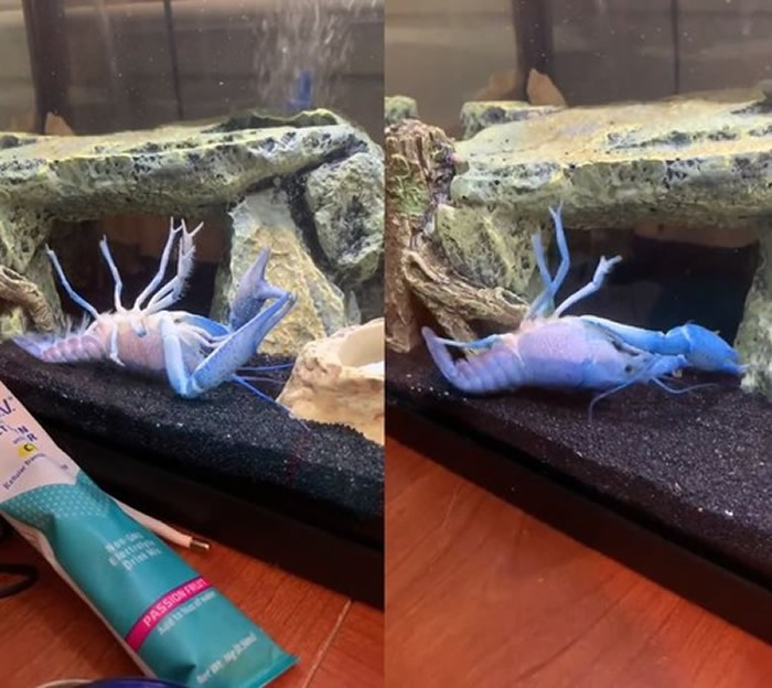 ����ˮ������һֻ��ɫС��Ϻ�Ľų��첻ͣ�鴤 ԭ���Լ��������ס������