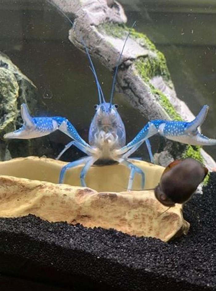 ����ˮ������һֻ��ɫС��Ϻ�Ľų��첻ͣ�鴤 ԭ���Լ��������ס������