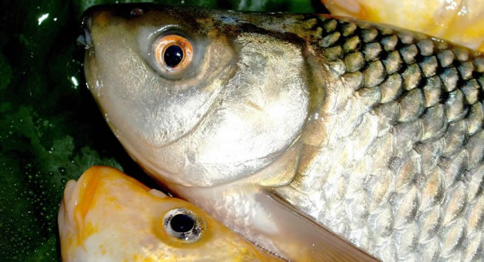 英国比斯特市鲤鱼在15米高空处从鹭鸟嘴中逃脱落地竟生还