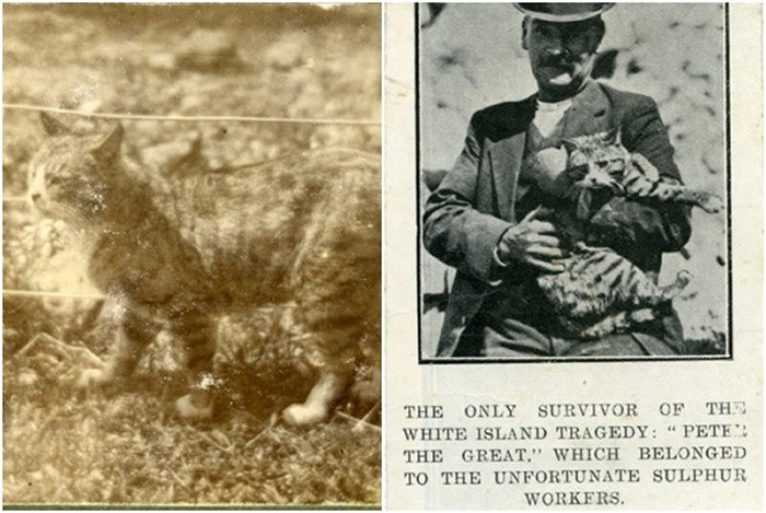 新西兰最危险怀特岛火山爆发 史上大喷发曾造成10名矿工全遭熔岩活埋仅剩一只猫