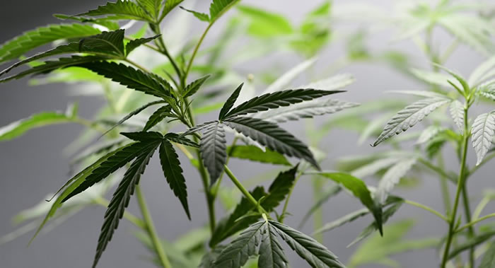 SpaceX应前沿生物科学公司Front Range Biosciences要求将向国际空间站运送大麻幼苗和咖啡样品